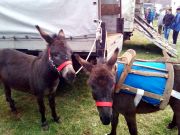 Josipovo_Cetingrad_2017_06