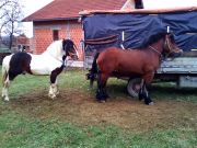 Josipovo_Cetingrad_2017_29